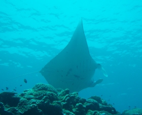 manta