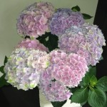 20120704-113142.jpg