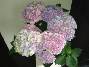 20120704-113142.jpg