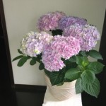 20120704-113148.jpg