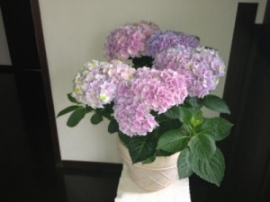 20120704-113148.jpg