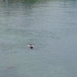 20120815-213934.jpg