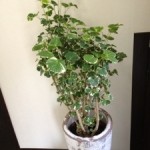 20120921-092337.jpg