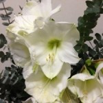 20121128-231751.jpg